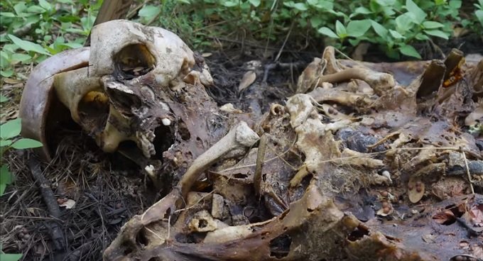 BodyFarm_4.jpg