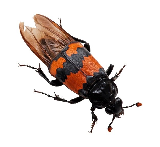 BuryingBeetles.jpg