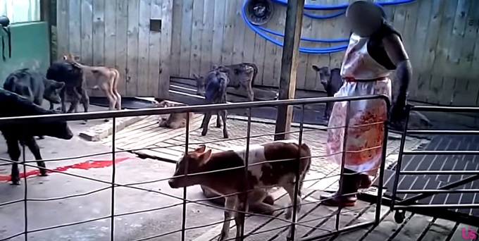 COWABUSE1210.jpg