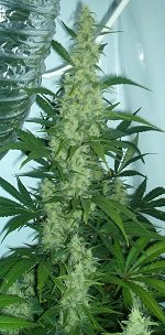 妄想・錯乱・フラッシュバック…! 大麻(マリファナ)が酒・タバコよりも危険な理由を理系が解説の画像2