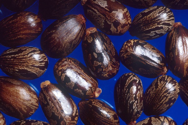 Castor_beans.jpg
