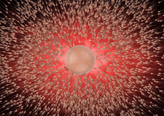 卵子は精子を遺伝子レベルで選別していることが判明！ 「メンデルの法則」に致命的ミス発覚か!?の画像3