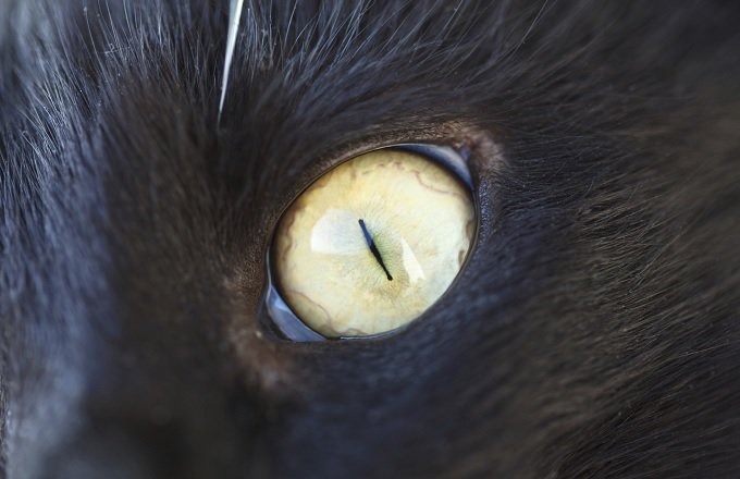 【閲覧注意】続発する「単眼症のネコ」 ― 奇形のシンクロニシティは凶事の前触れか?の画像1
