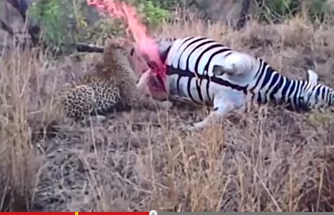 DeadZebra.jpg