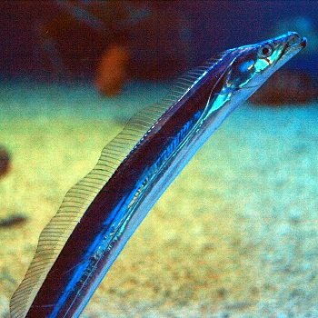 DeepSeaFish_6.jpg