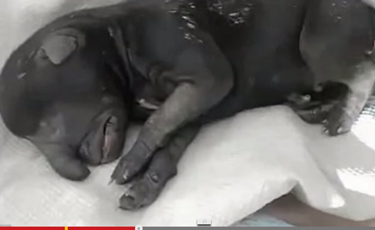 Dobby_2.jpg