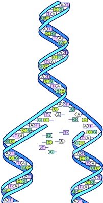 Ecoli.jpg