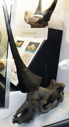Elasmotherium_3.jpg