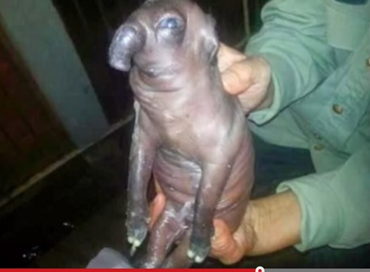 ElephantPig_2.jpg