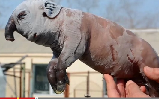 ElephantPig_3.jpg