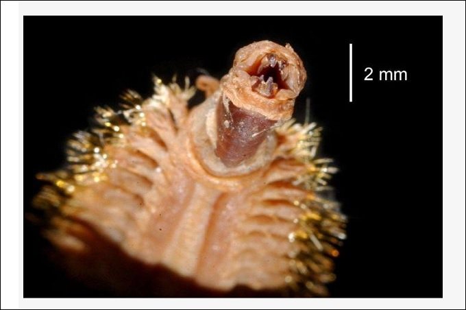 金色の剛毛 で覆われた正体不明の生物が南極に生息していた 理学博士が解説するも 謎だらけ