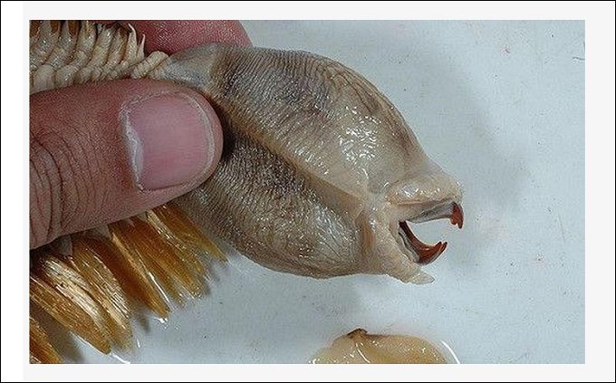 金色の剛毛で覆われた正体不明の生物が南極に生息していた! 理学博士が解説するも「謎だらけ」の画像4