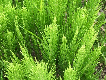 FieldHorsetail.jpg