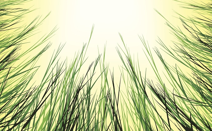 FieldHorsetail_3.jpg