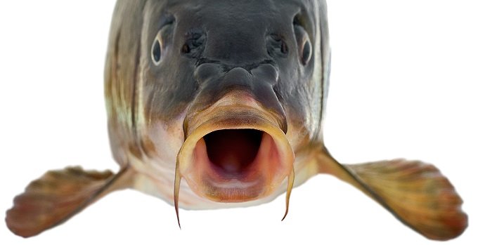 画像をダウンロード 魚顔 特徴 魚顔 特徴