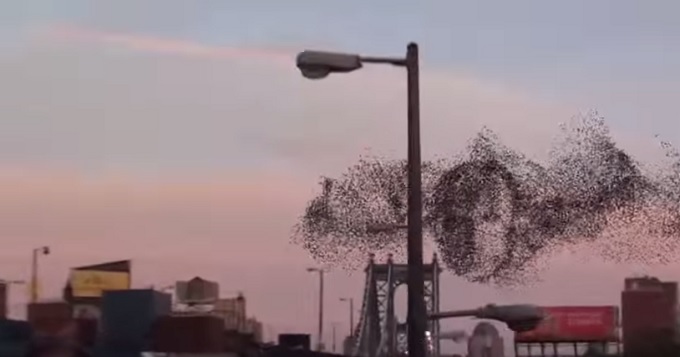 FlockOfBirds.jpg