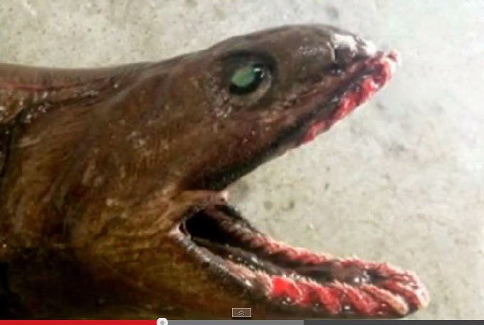 FrilledShark.jpg
