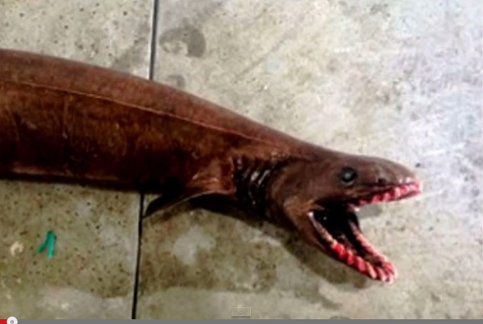 FrilledShark_2.jpg