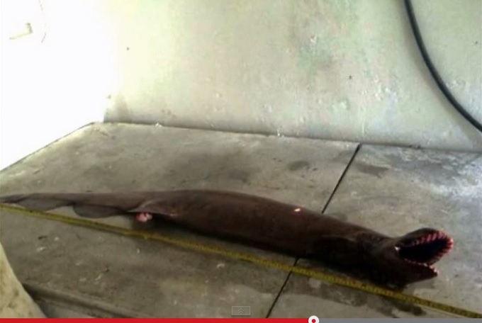 FrilledShark_3.jpg