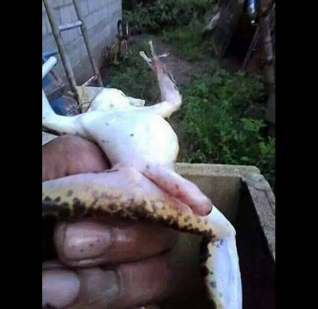 FrogPenis_2.jpg