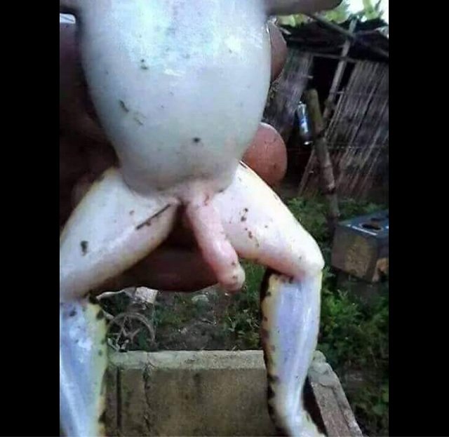FrogPenis_3.jpg