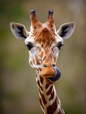 キリンの同性愛セックスが官能的すぎる! 「ねっとり絡みつく舌で…」獣医が明かす動物のBLが超エロいの画像3