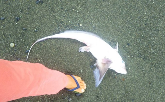 幻の深海魚「ゴーストシャーク」が湘南の海岸に出現か!? 8月までに神奈川で大地震の可能性!!の画像1