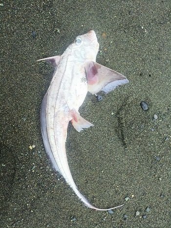 幻の深海魚「ゴーストシャーク」が湘南の海岸に出現か!? 8月までに神奈川で大地震の可能性!!の画像3