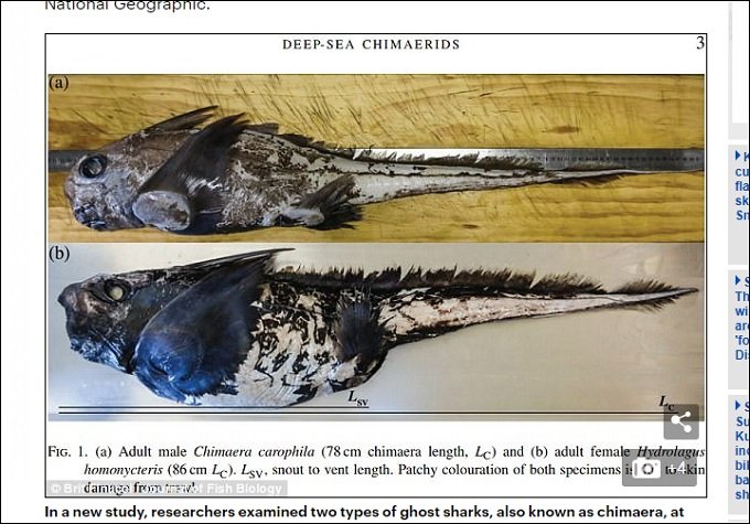 幻の深海魚「ゴーストシャーク」が湘南の海岸に出現か!? 8月までに神奈川で大地震の可能性!!の画像4