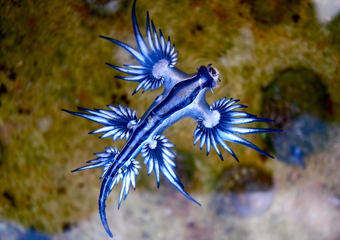 青い天使!? グロ美しい海洋生物「アオミノウミウシ」!!の画像1