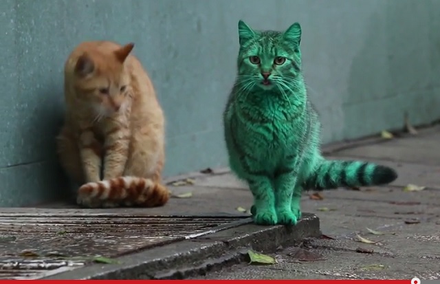 GreenCat.jpg