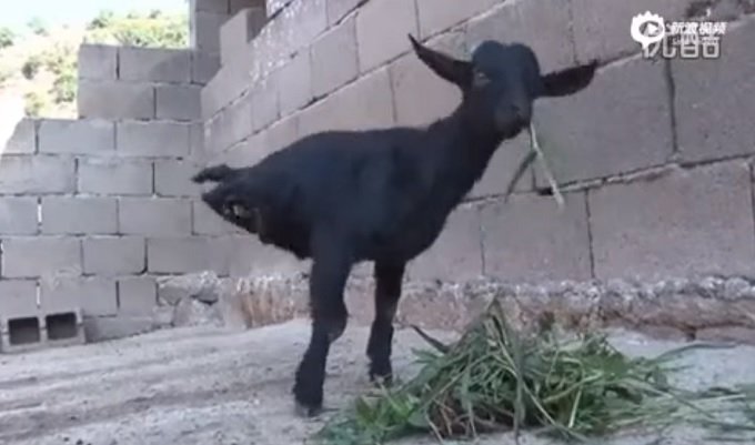 【閲覧推奨】奇形「カラスになったヤギ」が物理法則を超越! 奇跡のバランス感覚に賞賛の声の画像1