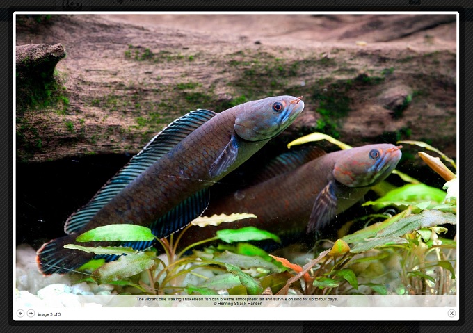 歩く魚、青い目の蛙、くしゃみ止まらぬ猿…! ヒマラヤで200以上の「不思議な新種生物」が発見の画像2