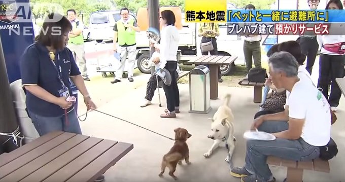 【3.11特集】大震災をペットと生き抜くことは現状不可能! このままでは野垂れ死に必至、ペットは飼い主を助けてくれるのに!の画像2