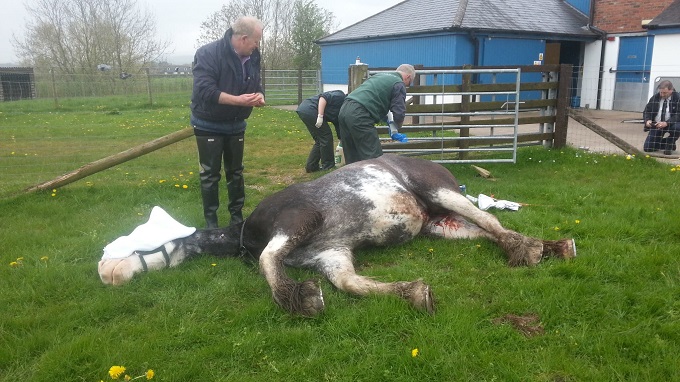 HorseAbuse_2.jpg