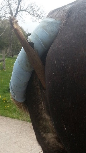 HorseAbuse_4.jpg