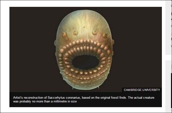 人類の祖先は口がアナルの激グロモンスターだった! 5億4千万年前の化石で判明(最新研究)の画像2