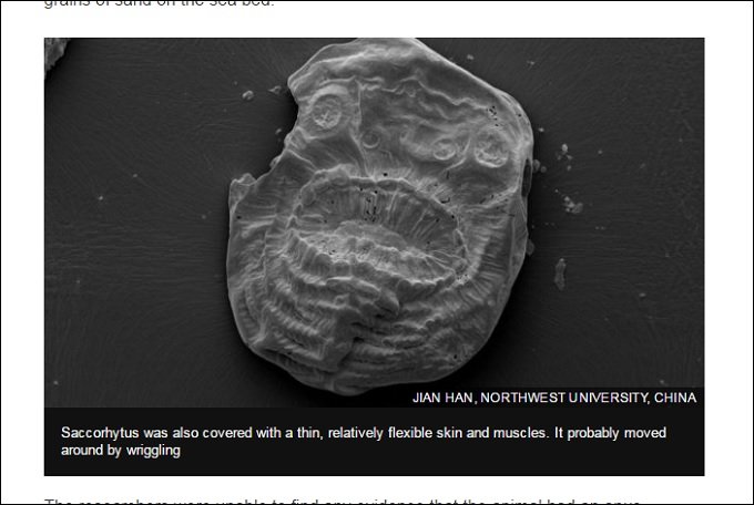 人類の祖先は口が肛門の激グロモンスターだった！ 5億4千万年前の化石で判明の画像1