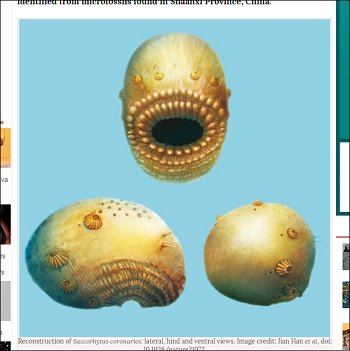 人類の祖先は口がアナルの激グロモンスターだった! 5億4千万年前の化石で判明(最新研究)の画像4