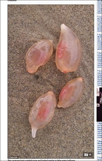 正体不明のゼリーモンスターが米海岸に大量出現→砂浜で暴れる→翌日完全消失! 理学博士がトカナに緊急コメントの画像2