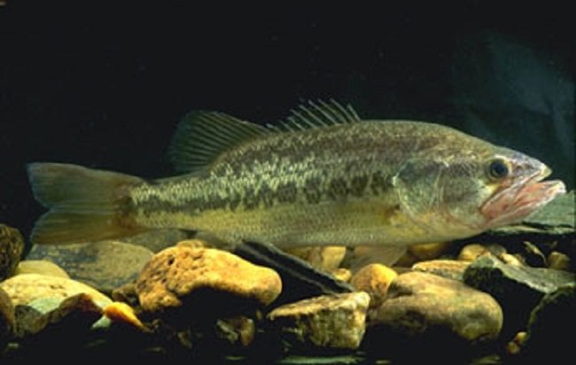 LargemouthBass.jpg