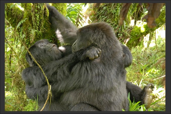 LesbianGorillas.jpg