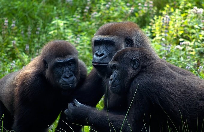 LesbianGorillas_2.jpg