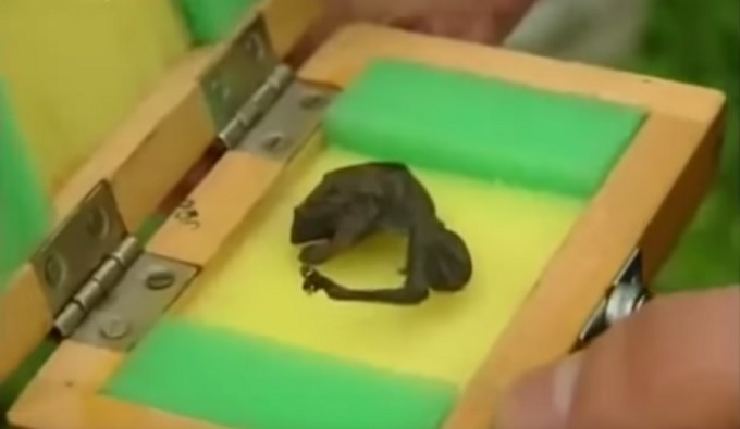 LittleCreature.jpg