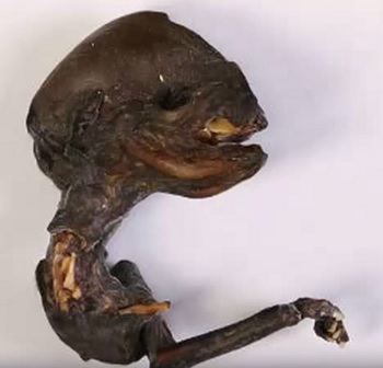 エイリアンか? 巨大頭部と異様な胴体…ロシアでヤバすぎる謎の死骸が発見される!!の画像1