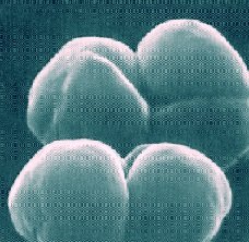 Methanogen.jpg