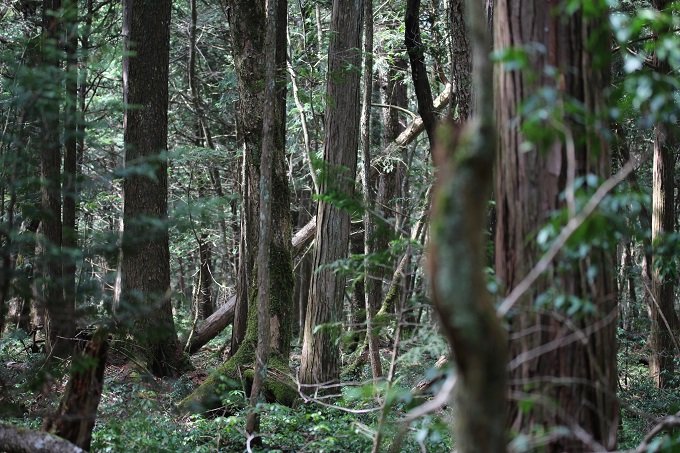 脳は「死」の情報に確実に飢えている ― 樹海周辺の新興宗教とオウムと死体について村田らむ氏が激白!の画像6