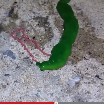 MysteryWorm.jpg