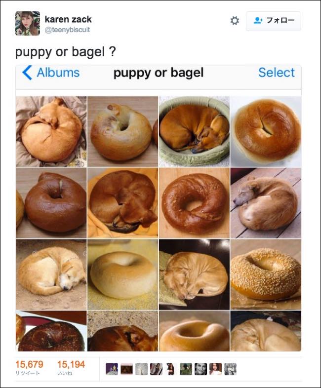 チワワかベーグルか? 可愛すぎるゲシュタルト崩壊が話題騒然の画像1