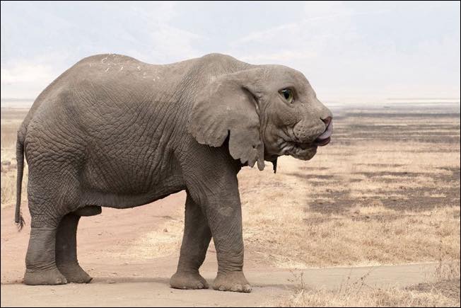 Nphotoshopped-animal-hybrids-3
